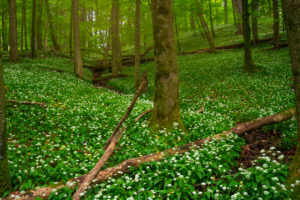 Europe, Germany, Bavaria, Aschau am Inn, Wild Garlic Field in Forest, Europe, Germany, Bavaria, Aschau am Inn, Wild Garlic Field in Forest,
